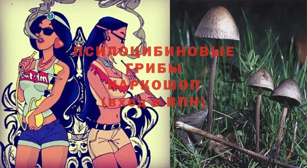 СК Новозыбков